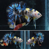 #10 (New Arrival) Yellow Tiger Galaxy Koi Star Tail Plakat Betta Fish - High Quality Live Aquarium Male Betta Fish